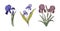 Botanical set of Iris February birth month flowers
