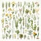Botanical Set Of Wildflowers And Herbs For Garden Decoration