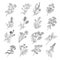 Botanical sketch drawings. Vector illustration of flowers and botanic herbs