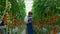 Botanical specialist tablet inspecting cultivation tomatoes quality in farm