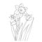 botanical spring elements bouquet of line art coloring page, easy flower drawing. pansy flower art, outline daffodil flower