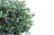 Botanical styled stock image, web banner Closeup of green olive tree leaves and branches, Olea europaea over white wall