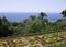 Botanical and tropical garden panoramic view with flowers and palms Funchal,Madeira,Portugal