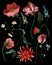 Botanical victorian flowers and bugs isolated. Tulip, peony and other.