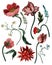 Botanical victorian flowers and bugs isolated. Tulip, peony and other.