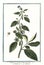 Botanical vintage illustration of Belladona plant