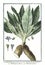 botanical vintage illustration of Mandragora plant