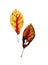 Botanical watercolor of autumn leaf