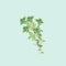 Botanical watercolor illustration of branch of thyme on light blue background