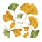 Botanical watercolor illustration of colorful ginkgo leaves on white background