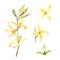 Botanical watercolor illustration of forsythia isolated on white background