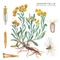 Botanical watercolor illustration of a medicinal plant Immortelle  Helichrysum arenarium