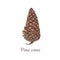 Botanical watercolor illustration of pinecone on white background