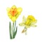 Botanical watercolor illustration of two yellow narcissus isolated on white background. Could be used for web design