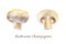 Botanical watercolor illustration of whole and cut mushroom champignon on white background