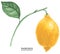 Botanical Watercolor Lemon Branch