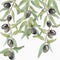 Botanical watercolor, olive watercolor, botanical olive branch, botanical background