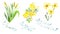 Botanical watercolor set-yellow medicinal plants-air, acacia and Arnica, isolated on a white background, with inscriptions, Hand-p