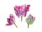 Botanical watercolor violet parrot tulips