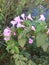 Botanical White pink flower inside the lake