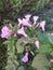 Botanical White pink flower inside the lake