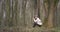 Botanist examining forest flora with magnifying glass