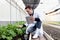 Botanist scientist man in lab coat holding tablet during working on experimental plant plots, male biological researcher checking