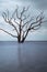 Botany Bay Beach Boneyard 2