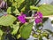 Botany, Beautyberry Shrub