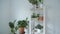 Botany composition of home interior garden. Green house plants in pots, wooden shelf and white wall
