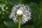 Botany, dandelion seeds