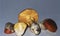 Botany, edible Mushroom