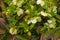 Botany. Flowers in the garden. Closeup view of a Helleborus foetidus, also known as Stinking Hellebore, leaves and winter blooming