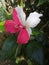 Botany -hibiscus flower bicolor- andalusia