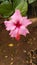 BOTANY -HIBISCUS PINK