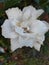Botany-Hibiscus -white flower variety
