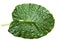 Botany. Large heart-shaped green leaves of an elephant ear or taro Colocasia spp. Tropical foliage plants on a white background