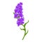 Botany lavender icon, cartoon style