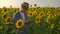 The botany scientist works with sunflowers on the field