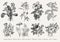 Botany Set flowers Drawing engraving Vector victorian Illustration Primrose Hibiscus Heliotrope Petunia Chamomile Rose, Dogrose