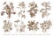 Botany Set flowers Drawing engraving Vector victorian Illustration Primrose Hibiscus Heliotrope Petunia Chamomile Rose, Dogrose