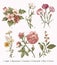 Botany Set vintage realistic isolated flowers Drawing engraving Vector Illustration Apple Agrostemma Carnation Chamomile Rose