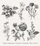 Botany Set vintage realistic isolated flowers Drawing engraving Vector Illustration Apple Agrostemma Carnation Chamomile Rose