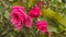 Botany-small fuchsia roses