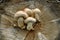 Botany, Sparse Shovel Mushroom