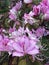 Botany-tree with pink flowers