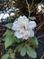 Botany-variety of flower white-rosales