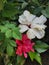 Botany- Variety of Hibiscus fuchsia and white