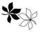 Botany. Vector drawing of a leaf of a chestnut tree. Black outline and silhouette. Element for design and decor, logo
