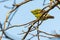 Both male and female Thick-billed Green Pigeon perching on Bo tree